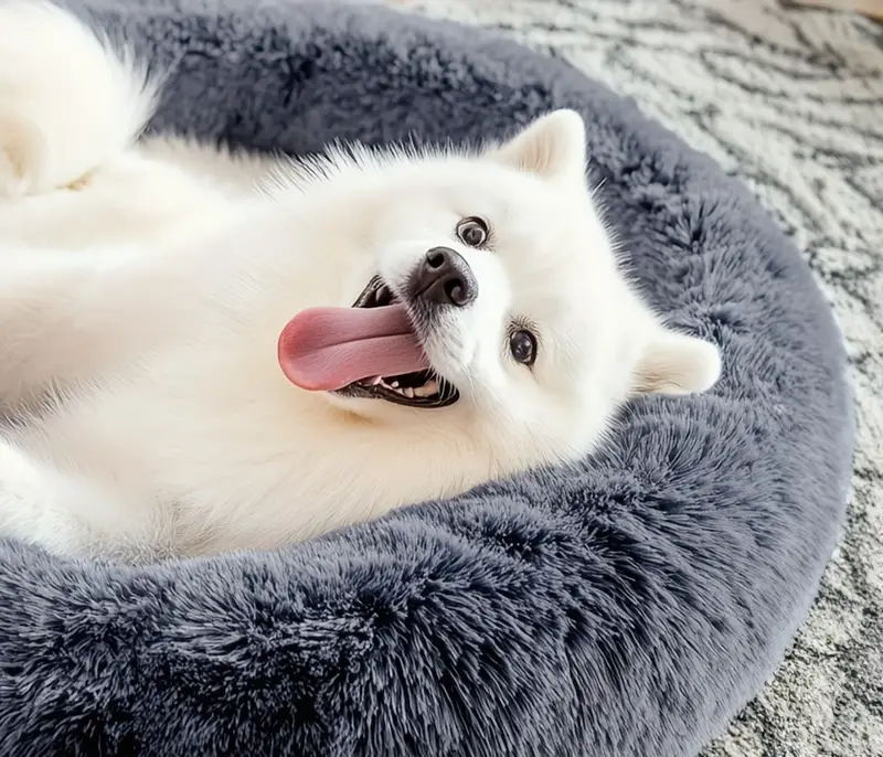 Lit pour Animaux Doux et Confortable