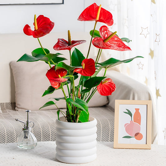 Jardinière Intérieur Moderne pour Fleurs et Plantes Vertes - PanierRoyale
